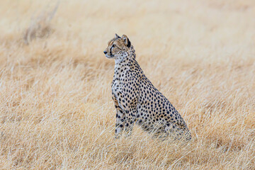 cheetah