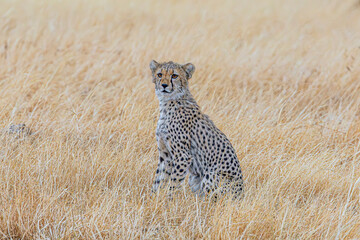 cheetah