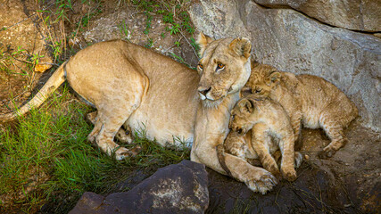 lion