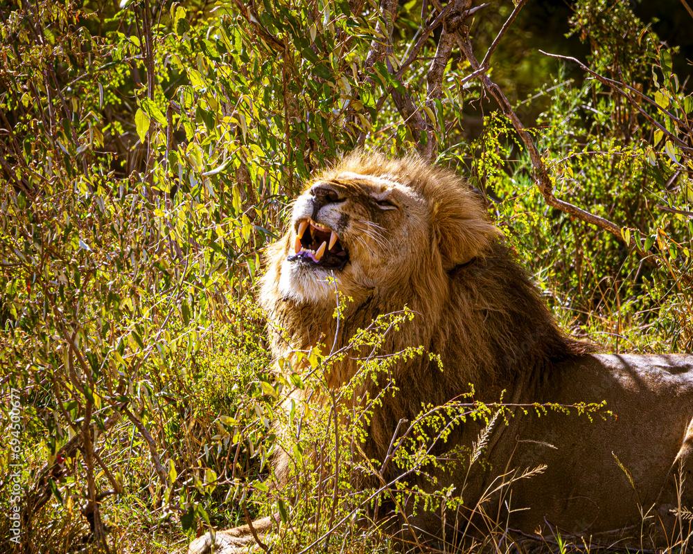 Wall mural lion