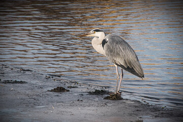High angle view of gray heron perching on shore at beach - Powered by Adobe