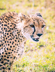 cheetah
