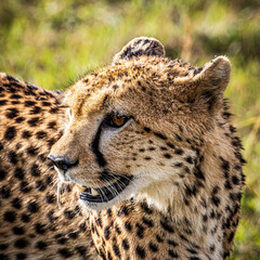 cheetah