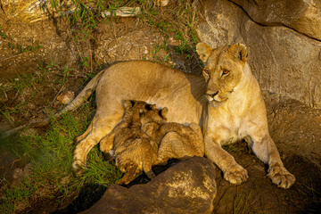 Lion
