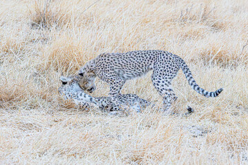 cheetah