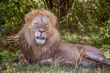 Naklejka premium lion