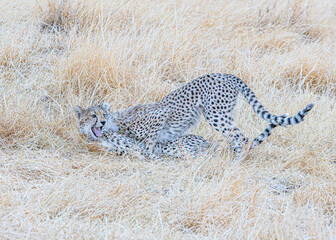cheetah