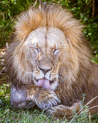 Naklejka premium lion