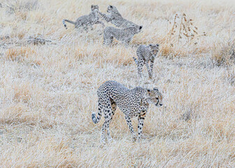 cheetah in the savannah
