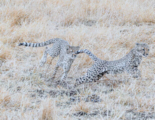 cheetah