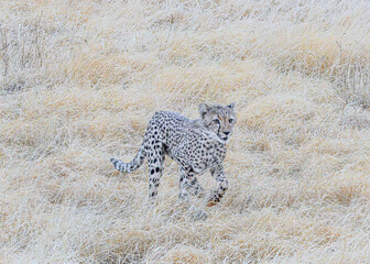 cheetah