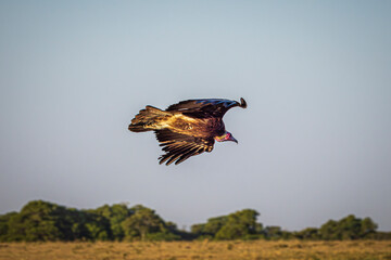 vulture