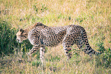 cheetah