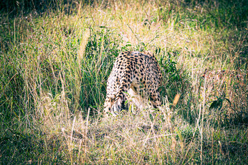 cheetah