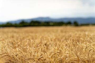 close up of a barley and wheat crop seed heads blowing in the wind in summer in australia on a farm