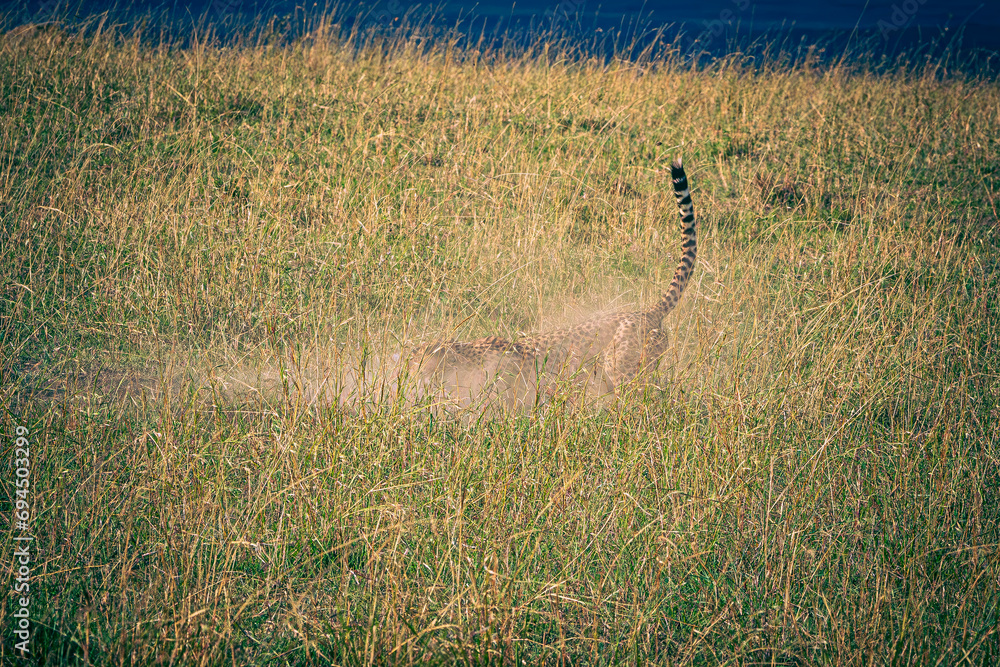 Wall mural cheetah in the savannah