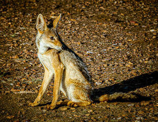 jackal