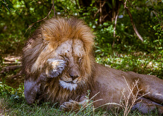 lion