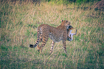 cheetah hunting