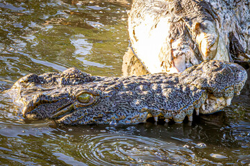 crocodile eating