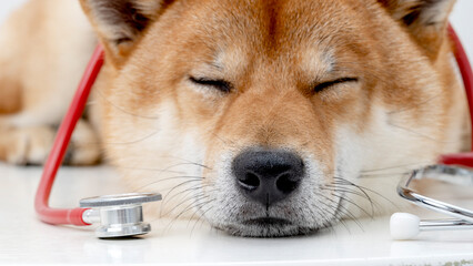 Shiba Inu with a stethoscope at the vet
