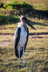 stork