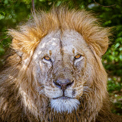portrait of a lion