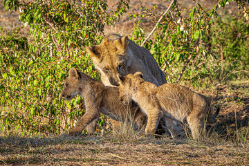 lion cub in the grass