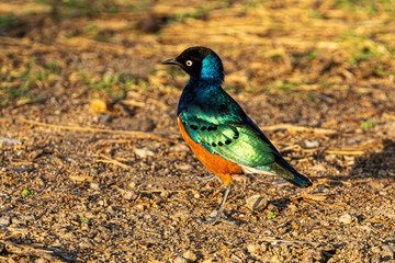 peacock on the ground