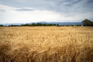 beautiful farming landscape of wheat fields and crops growing in australia