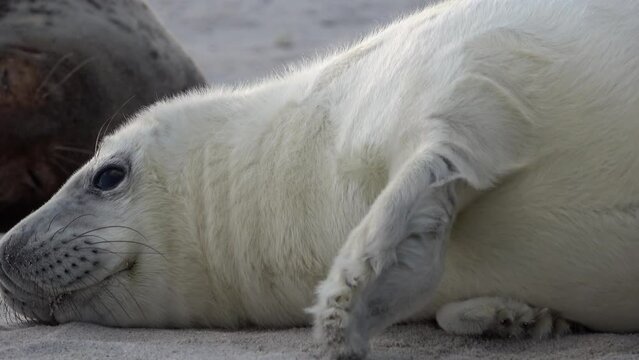 Portrait von niedlicher Jungrobbe am Strand, Halichoerus grypus, Vorderflosse, Barthaare