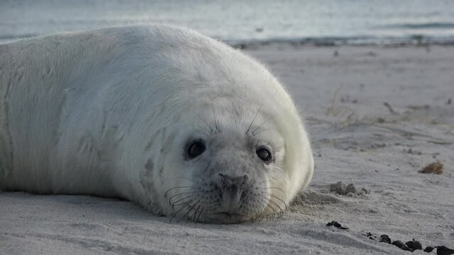 Portrait von niedlicher Jungrobbe am Strand, Halichoerus grypus, Vorderflosse, Barthaare