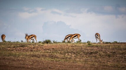 herd of impala