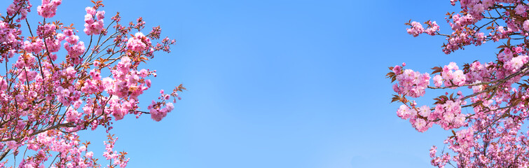 A pink tree with pink flowers against a blue sky.