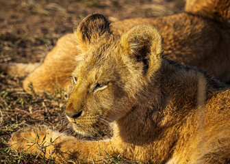 lion cub in the grass