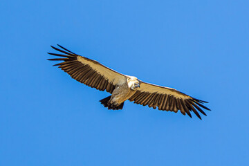 vulture