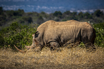 Fototapeta premium rhino in the wild
