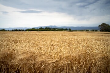 austrlian farming landscape of a wheat grain crop in a field in a farm growing in rows. growing a...