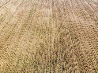 A bird's eye view of a field of ripe cereals. Agricultural landscape.