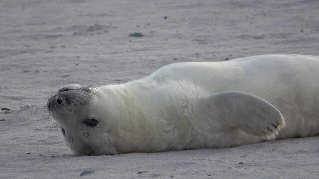 Junge Kegelrobbe, liegt entspannt auf der Sandbank, Heuler, Nordsee, Halichoerus grypus