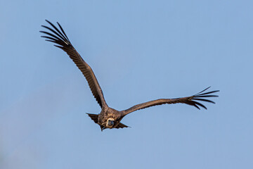 vulture
