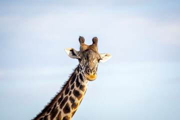 giraffe