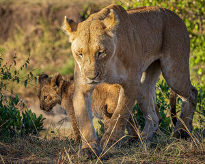 Lion