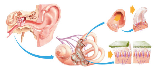 Vestibular system - Static an dynamic equilibrium © Dmitrij