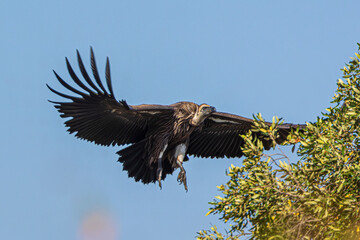 vulture