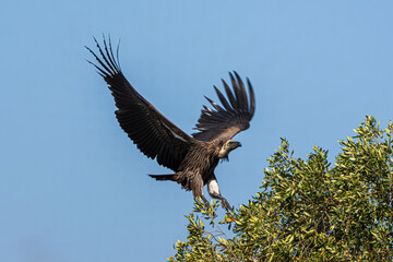 vulture