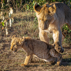 lions