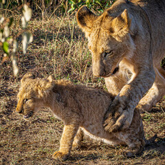 lions