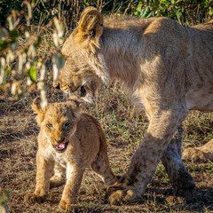 Fototapeta premium lions
