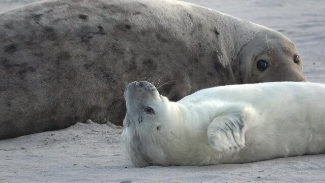 Junge Kegelrobbe, liegt entspannt auf der Sandbank, Heuler, Nordsee, Halichoerus grypus